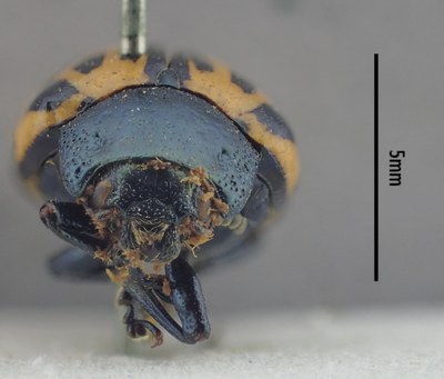 BE-RBINS-ENT Calligrapha_486 Calligrapha serpentina Frontal.jpg BE-RBINS-ENT Calligrapha_486 Calligrapha serpentina Frontal.jpg