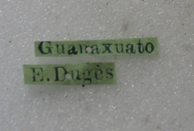BE-RBINS-ENT Calligrapha_487 Calligrapha serpentina Label.jpg BE-RBINS-ENT Calligrapha_487 Calligrapha serpentina Label.jpg