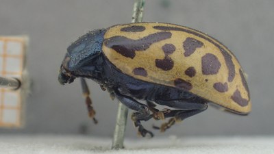 BE-RBINS-ENT Calligrapha_487 Calligrapha serpentina Lateral.jpg BE-RBINS-ENT Calligrapha_487 Calligrapha serpentina Lateral.jpg