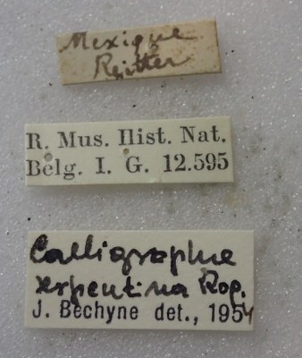 BE-RBINS-ENT Calligrapha_488 Calligrapha serpentina Label.jpg BE-RBINS-ENT Calligrapha_488 Calligrapha serpentina Label.jpg