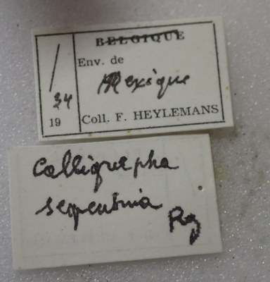 BE-RBINS-ENT Calligrapha_489 Calligrapha serpentina Label.jpg BE-RBINS-ENT Calligrapha_489 Calligrapha serpentina Label.jpg