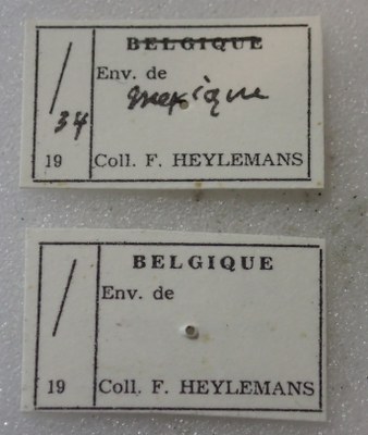 BE-RBINS-ENT Calligrapha_490 Calligrapha serpentina Label.jpg