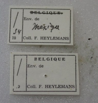 BE-RBINS-ENT Calligrapha_491 Calligrapha serpentina Label.jpg BE-RBINS-ENT Calligrapha_491 Calligrapha serpentina Label.jpg