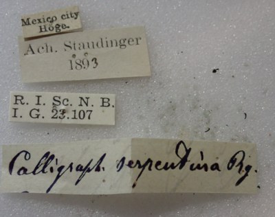 BE-RBINS-ENT Calligrapha_492 Calligrapha serpentina Label.jpg BE-RBINS-ENT Calligrapha_492 Calligrapha serpentina Label.jpg