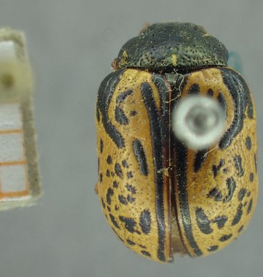 BE-RBINS-ENT Calligrapha_326 Calligrapha philadelphica Dorsal.jpg BE-RBINS-ENT Calligrapha_326 Calligrapha philadelphica Dorsal.jpg