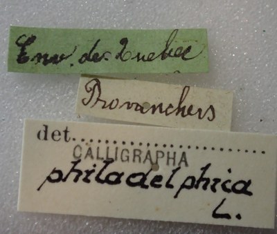 BE-RBINS-ENT Calligrapha_326 Calligrapha philadelphica label.jpg BE-RBINS-ENT Calligrapha_326 Calligrapha philadelphica label.jpg