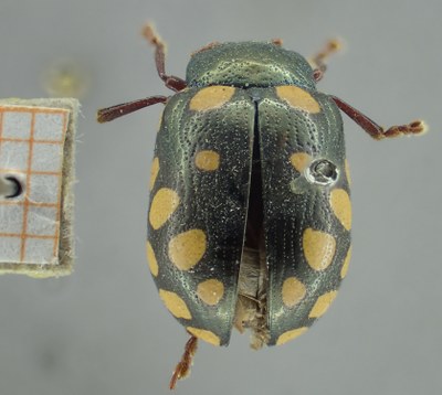BE-RBINS-ENT Calligrapha_514 Calligrapha vigintimaculata Dorsal.jpg BE-RBINS-ENT Calligrapha_514 Calligrapha vigintimaculata Dorsal.jpg