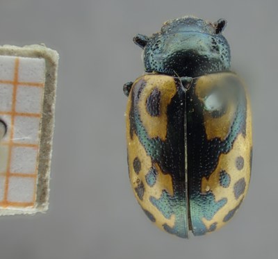 BE-RBINS-ENT Calligrapha_125 Calligrapha hieroglyphica Dorsal.jpg BE-RBINS-ENT Calligrapha_125 Calligrapha hieroglyphica Dorsal.jpg