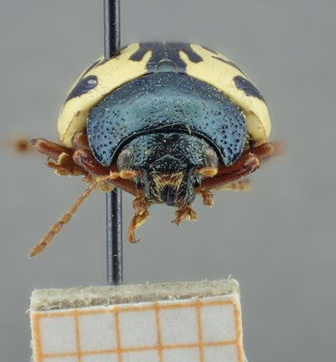 BE-RBINS-ENT Calligrapha_156 Calligrapha multiguttis Frontal.jpg BE-RBINS-ENT Calligrapha_156 Calligrapha multiguttis Frontal.jpg