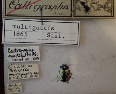 BE-RBINS-ENT Calligrapha_156 Calligrapha multiguttis Label.jpg BE-RBINS-ENT Calligrapha_156 Calligrapha multiguttis Label.jpg