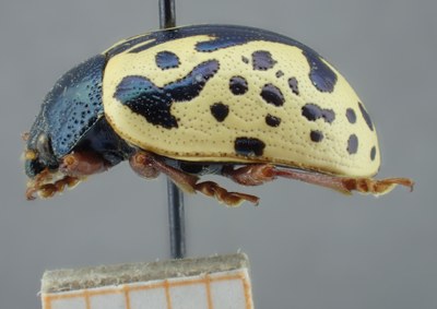 BE-RBINS-ENT Calligrapha_156 Calligrapha multiguttis Lateral.jpg BE-RBINS-ENT Calligrapha_156 Calligrapha multiguttis Lateral.jpg