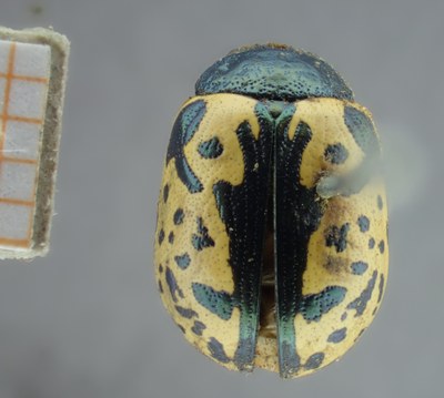 be-rbins-ent-Calligrapha_157-Calligrapha-multiguttis Dorsal.jpg be-rbins-ent-Calligrapha_157-Calligrapha-multiguttis Dorsal.jpg