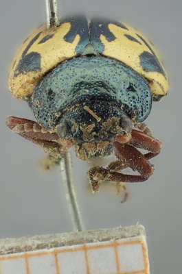be-rbins-ent-Calligrapha_157-Calligrapha-multiguttis Frontal.jpg be-rbins-ent-Calligrapha_157-Calligrapha-multiguttis Frontal.jpg