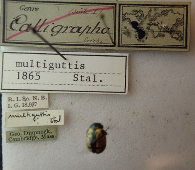 be-rbins-ent-Calligrapha_157-Calligrapha-multiguttis Label.jpg be-rbins-ent-Calligrapha_157-Calligrapha-multiguttis Label.jpg