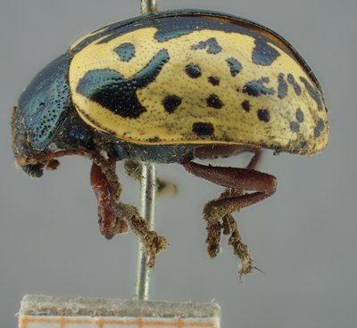 be-rbins-ent-Calligrapha_157-Calligrapha-multiguttis Lateral.jpg be-rbins-ent-Calligrapha_157-Calligrapha-multiguttis Lateral.jpg