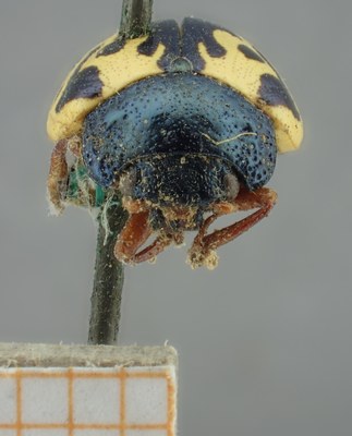 BE-RBINS-ENT Calligrapha_158 Calligrapha multiguttis Frontal.jpg BE-RBINS-ENT Calligrapha_158 Calligrapha multiguttis Frontal.jpg