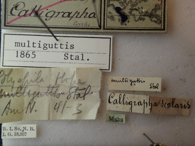 BE-RBINS-ENT Calligrapha_158 Calligrapha multiguttis Label.jpg BE-RBINS-ENT Calligrapha_158 Calligrapha multiguttis Label.jpg
