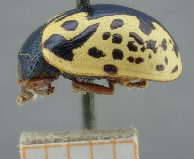 BE-RBINS-ENT Calligrapha_158 Calligrapha multiguttis Lateral.jpg BE-RBINS-ENT Calligrapha_158 Calligrapha multiguttis Lateral.jpg