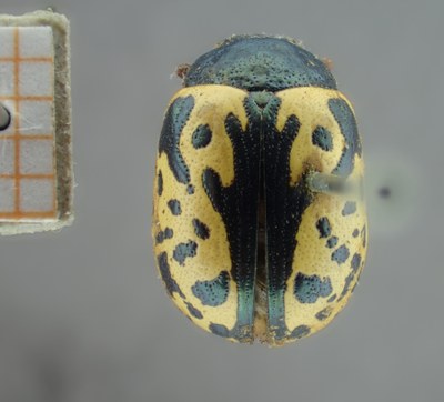 BE-RBINS-ENT Calligrapha_159 Calligrapha multiguttis Dorsal.jpg BE-RBINS-ENT Calligrapha_159 Calligrapha multiguttis Dorsal.jpg