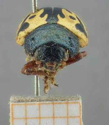 BE-RBINS-ENT Calligrapha_159 Calligrapha multiguttis Frontal.jpg BE-RBINS-ENT Calligrapha_159 Calligrapha multiguttis Frontal.jpg