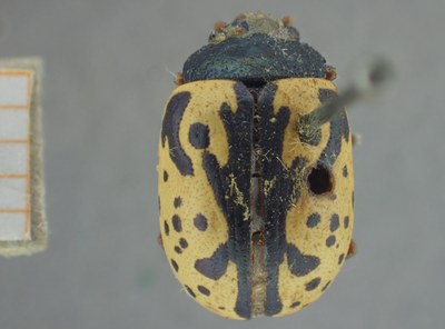 BE-RBINS-ENT Calligrapha_422 Calligrapha (Calligrapha) scalaris Dorsal.jpg BE-RBINS-ENT Calligrapha_422 Calligrapha (Calligrapha) scalaris Dorsal.jpg