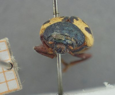BE-RBINS-ENT Calligrapha_422 Calligrapha (Calligrapha) scalaris Frontal.jpg BE-RBINS-ENT Calligrapha_422 Calligrapha (Calligrapha) scalaris Frontal.jpg