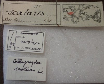 BE-RBINS-ENT Calligrapha_422 Calligrapha (Calligrapha) scalaris Label.jpg BE-RBINS-ENT Calligrapha_422 Calligrapha (Calligrapha) scalaris Label.jpg