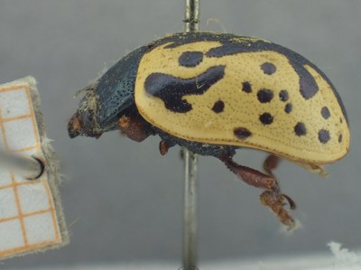 BE-RBINS-ENT Calligrapha_422 Calligrapha (Calligrapha) scalaris Lateral.jpg BE-RBINS-ENT Calligrapha_422 Calligrapha (Calligrapha) scalaris Lateral.jpg