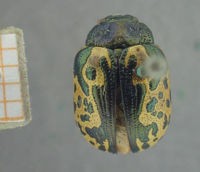 BE-RBINS-ENT Calligrapha_427 Calligrapha (Calligrapha) scalaris Dorsal.jpg BE-RBINS-ENT Calligrapha_427 Calligrapha (Calligrapha) scalaris Dorsal.jpg