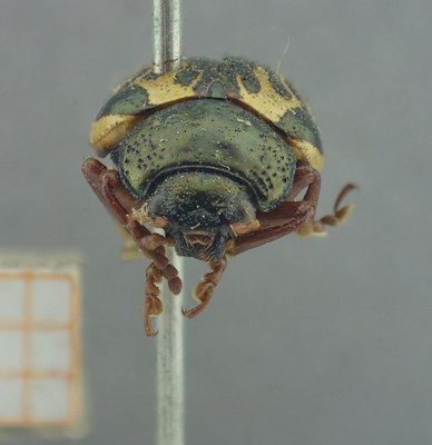 BE-RBINS-ENT Calligrapha_427 Calligrapha (Calligrapha) scalaris Frontal.jpg BE-RBINS-ENT Calligrapha_427 Calligrapha (Calligrapha) scalaris Frontal.jpg