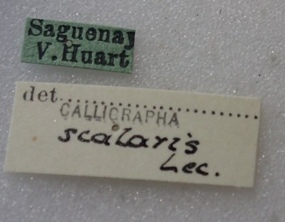 BE-RBINS-ENT Calligrapha_427 Calligrapha (Calligrapha) scalaris Label.jpg BE-RBINS-ENT Calligrapha_427 Calligrapha (Calligrapha) scalaris Label.jpg