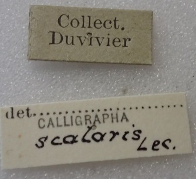 BE-RBINS-ENT Calligrapha_444 Calligrapha (Calligrapha) scalaris Label.jpg BE-RBINS-ENT Calligrapha_444 Calligrapha (Calligrapha) scalaris Label.jpg