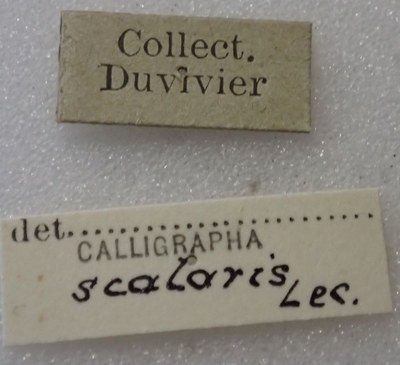 BE-RBINS-ENT Calligrapha_444 Calligrapha (Calligrapha) scalaris Label.jpg