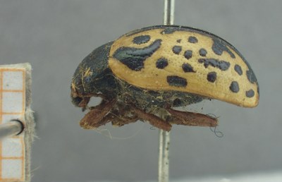 BE-RBINS-ENT Calligrapha_444 Calligrapha (Calligrapha) scalaris Lateral.jpg BE-RBINS-ENT Calligrapha_444 Calligrapha (Calligrapha) scalaris Lateral.jpg