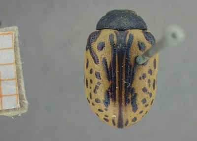 BE-RBINS-ENT Calligrapha_445 Calligrapha (Calligrapha) scalaris Dorsal.jpg BE-RBINS-ENT Calligrapha_445 Calligrapha (Calligrapha) scalaris Dorsal.jpg