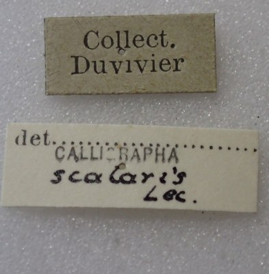 BE-RBINS-ENT Calligrapha_445 Calligrapha (Calligrapha) scalaris Label.jpg BE-RBINS-ENT Calligrapha_445 Calligrapha (Calligrapha) scalaris Label.jpg