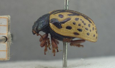 BE-RBINS-ENT Calligrapha_445 Calligrapha (Calligrapha) scalaris Lateral.jpg BE-RBINS-ENT Calligrapha_445 Calligrapha (Calligrapha) scalaris Lateral.jpg