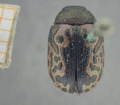 BE-RBINS-ENT Calligrapha_446 Calligrapha (Calligrapha) scalaris Dorsal.jpg BE-RBINS-ENT Calligrapha_446 Calligrapha (Calligrapha) scalaris Dorsal.jpg