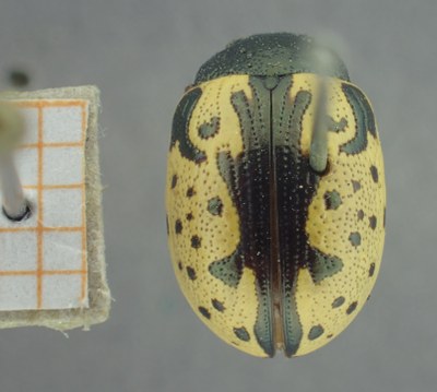 BE-RBINS-ENT Calligrapha_447 Calligrapha (Calligrapha) scalaris Dorsal.jpg BE-RBINS-ENT Calligrapha_447 Calligrapha (Calligrapha) scalaris Dorsal.jpg