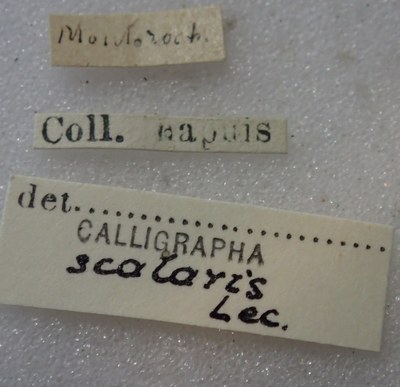 BE-RBINS-ENT Calligrapha_447 Calligrapha (Calligrapha) scalaris Label.jpg BE-RBINS-ENT Calligrapha_447 Calligrapha (Calligrapha) scalaris Label.jpg
