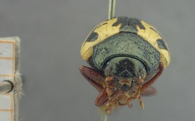 BE-RBINS-ENT Calligrapha_447 Calligrapha (Calligrapha) scalaris Frontal.jpg BE-RBINS-ENT Calligrapha_447 Calligrapha (Calligrapha) scalaris Frontal.jpg
