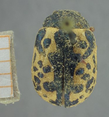 BE-RBINS-ENT Calligrapha_460 Calligrapha (Calligrapha) scalaris Dorsal.jpg BE-RBINS-ENT Calligrapha_460 Calligrapha (Calligrapha) scalaris Dorsal.jpg