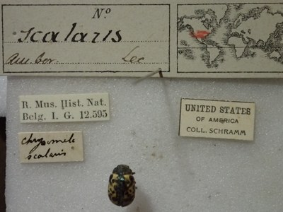 BE-RBINS-ENT Calligrapha_460 Calligrapha (Calligrapha) scalaris Label.jpg BE-RBINS-ENT Calligrapha_460 Calligrapha (Calligrapha) scalaris Label.jpg