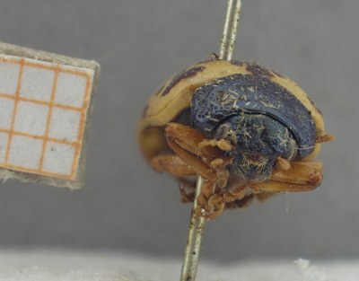 BE-RBINS-ENT Calligrapha_461 Calligrapha (Calligrapha) scalaris Frontal.jpg BE-RBINS-ENT Calligrapha_461 Calligrapha (Calligrapha) scalaris Frontal.jpg