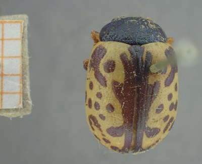 BE-RBINS-ENT Calligrapha_461 Calligrapha (Calligrapha) scalaris Dorsal.jpg BE-RBINS-ENT Calligrapha_461 Calligrapha (Calligrapha) scalaris Dorsal.jpg