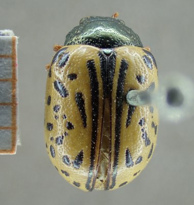 BE-RBINS-ENT Calligrapha_010 Calligrapha amelia Dorsal.jpg BE-RBINS-ENT Calligrapha_010 Calligrapha amelia Dorsal.jpg