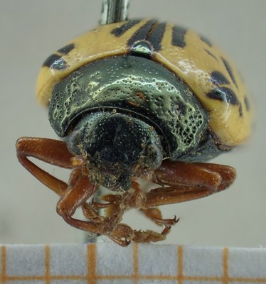 BE-RBINS-ENT Calligrapha_010 Calligrapha amelia Frontal.jpg BE-RBINS-ENT Calligrapha_010 Calligrapha amelia Frontal.jpg