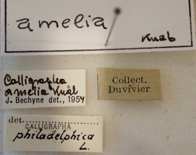 BE-RBINS-ENT Calligrapha_010 Calligrapha amelia Label.jpg BE-RBINS-ENT Calligrapha_010 Calligrapha amelia Label.jpg