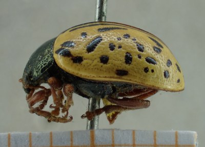BE-RBINS-ENT Calligrapha_010 Calligrapha amelia Lateral.jpg BE-RBINS-ENT Calligrapha_010 Calligrapha amelia Lateral.jpg