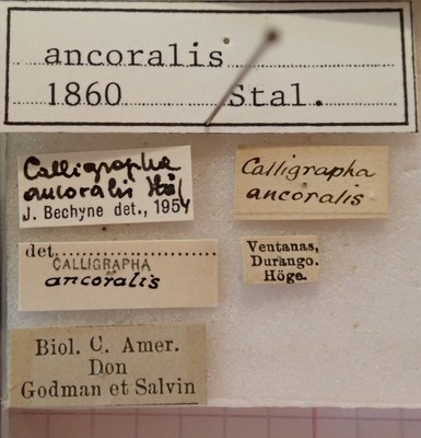 BE-RBINS-ENT Calligrapha_011 Calligrapha ancoralis Label.jpg